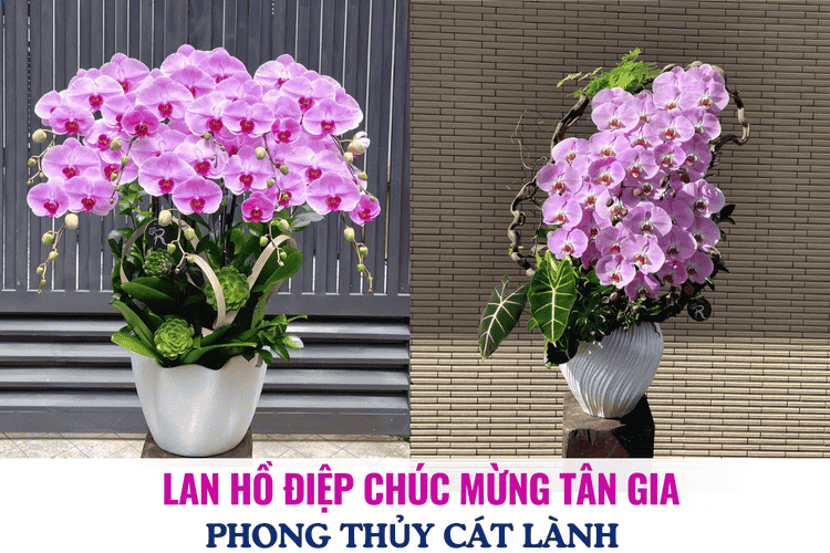 Lan Hồ Điệp Chúc Mừng Tân Gia – Phong Thủy Cát Lành, Nhà Mới An Khang